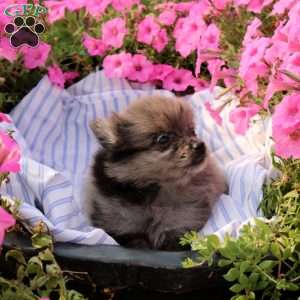 Abby, Pomeranian Puppy
